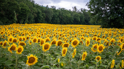 Field of beautiful blooming sunflowers