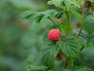 A ripe raspberry hanging on a raspberry bush branch