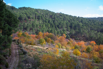 Mountain with green pines and yellow oaks in autumn