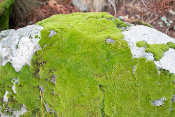 Moss and lichen texture on a rock