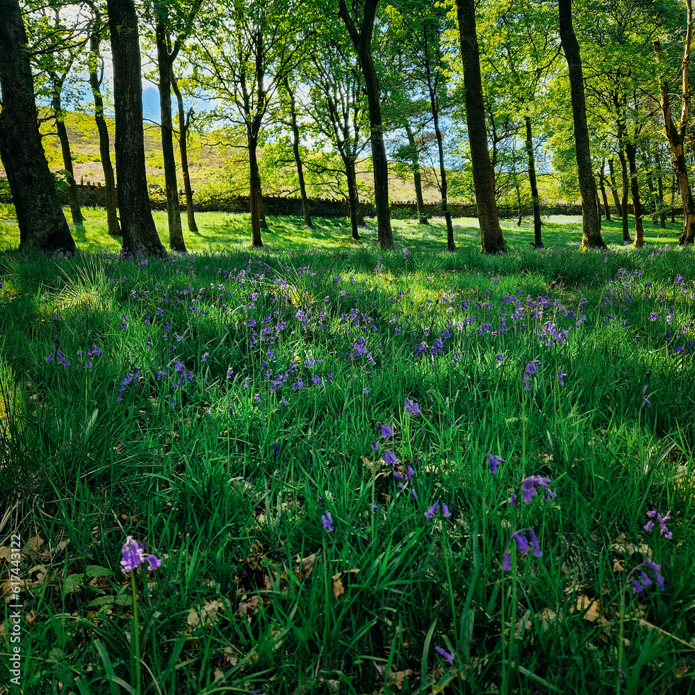 Canvas Prints derwent reservoir: a serene oasis of tranquility