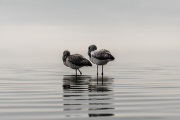 horizontal photography on a foggy or cloudy day at sea chiquita Ansenuza cordoba argentina of two...