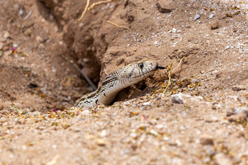 A Sonoran gopher snake, Pituophis catenifer affinis, slithering out of a round-tailed ground...