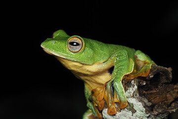 Black-webbed Tree Frog (Rhacophorus kio) in Meizi Lake Forest, Pu'er City, Yunnan.