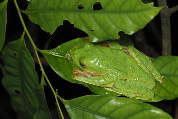Black-webbed Tree Frog (Rhacophorus kio) in Meizi Lake Forest, Pu'er City, Yunnan.