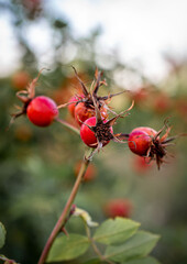 Bright, red rosehip berries in a cluster on a branch. Bunches of beautiful, textured rosehip berries on a branch.