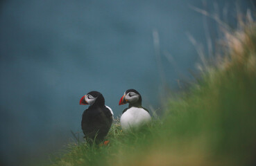 Atlantic Puffins bird or common Puffin on ocean blue background.Faroe islands. Norway most popular birds.  Fratercula arctica © Yaroslav