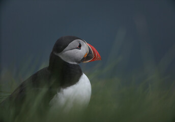 Atlantic Puffins bird or common Puffin on ocean blue background.Faroe islands. Norway most popular birds.  Fratercula arctica © Yaroslav