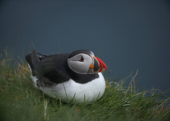 Atlantic Puffins bird or common Puffin on ocean blue background.Faroe islands. Norway most popular birds.  Fratercula arctica © Yaroslav