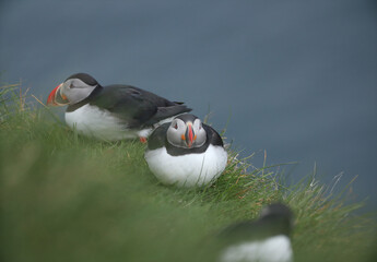 Atlantic Puffins bird or common Puffin on ocean blue background.Faroe islands. Norway most popular birds.  Fratercula arctica © Yaroslav