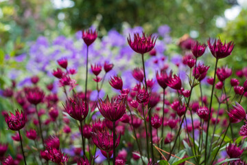 Maroon colour star-shaped astrantia masterwort flowers in foreground, with purple blue geraniums behind. Astrantia is a low maintenance, wildlife friendly perennial and is a good ground cover plant.