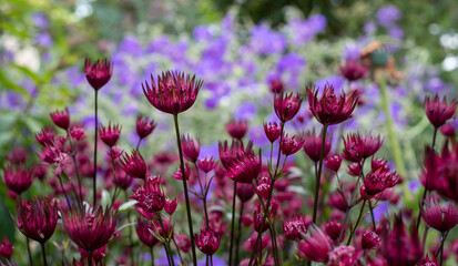 Maroon colour star-shaped astrantia masterwort flowers in foreground, with purple blue geraniums...