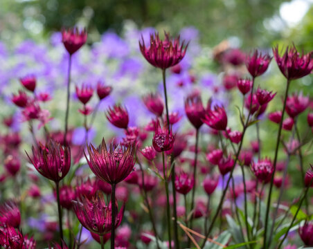 Maroon colour star-shaped astrantia masterwort flowers in foreground, with purple blue geraniums behind. Astrantia is a low maintenance, wildlife friendly perennial and is a good ground cover plant.