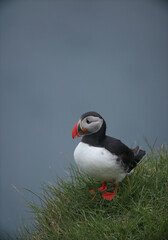 Atlantic Puffins bird or common Puffin on ocean blue background.Faroe islands. Norway most popular birds.  Fratercula arctica
