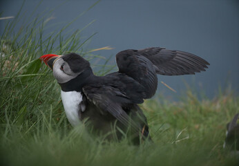 Atlantic Puffins bird or common Puffin on ocean blue background.Faroe islands. Norway most popular birds.  Fratercula arctica © Yaroslav