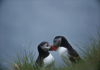 Atlantic Puffins bird or common Puffin on ocean blue background.Faroe islands. Norway most popular birds.  Fratercula arctica © Yaroslav