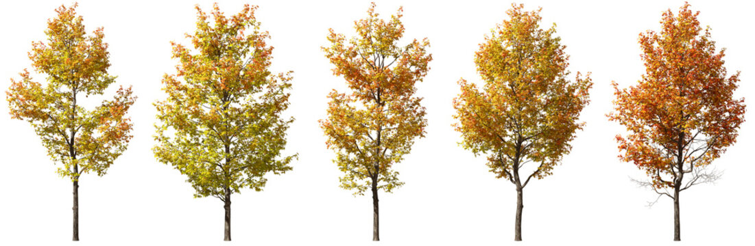 Autumnal large trees colors cutout transparent backgrounds 3d render png
