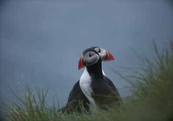 Atlantic Puffins bird or common Puffin on ocean blue background.Faroe islands. Norway most popular birds.  Fratercula arctica © Yaroslav