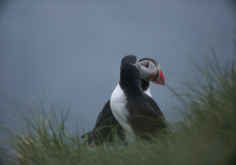 Atlantic Puffins bird or common Puffin on ocean blue background.Faroe islands. Norway most popular birds.  Fratercula arctica © Yaroslav