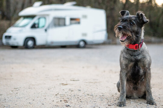 Perro, autocaravana, camping, viaje, mascota, camper, viajar con perros, vida camper, vanlife, Furgo, animal, perro, schnauzer