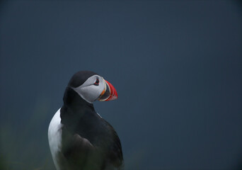 Atlantic Puffins bird or common Puffin on ocean blue background.Faroe islands. Norway most popular birds.  Fratercula arctica © Yaroslav