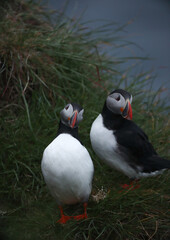 Atlantic Puffins bird or common Puffin on ocean blue background.Faroe islands. Norway most popular birds.  Fratercula arctica