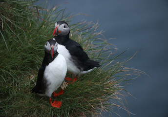Atlantic Puffins bird or common Puffin on ocean blue background.Faroe islands. Norway most popular birds.  Fratercula arctica © Yaroslav