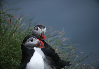 Atlantic Puffins bird or common Puffin on ocean blue background.Faroe islands. Norway most popular birds.  Fratercula arctica © Yaroslav