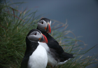 Atlantic Puffins bird or common Puffin on ocean blue background.Faroe islands. Norway most popular birds.  Fratercula arctica © Yaroslav