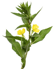 Oenothera biennis, common evening-primrose, evening star, sundrop, weedy evening primrose, German rampion, hog weed, King's cure-all and fever-plant. Isolated on white background