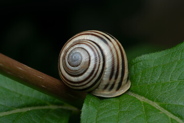 color shot of a snail shell on a green leaf