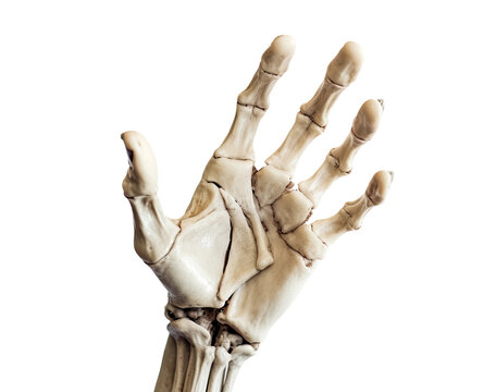 Arm of a skeleton, close-up, transparent on transparent background, Generative AI
