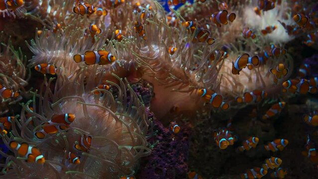 school of fish in aquarium or in nature sea or ocean underwater 4k footage