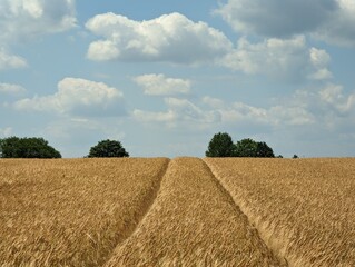 wheat field and sky