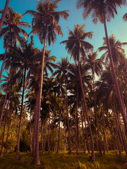 Tropical palm trees. Exotic landscape. Vacation mode. Beautiful nature. Blue sky. 