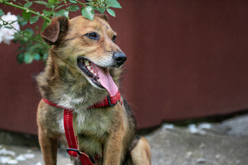 Purebred red dog in shelter. Portrait of red dog outdoor. Beautiful domestic dog
