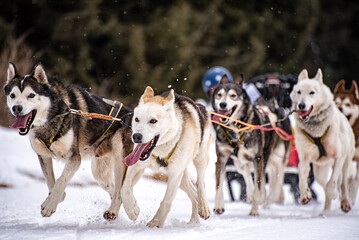 Sled dog scene during a competition - 617457707
