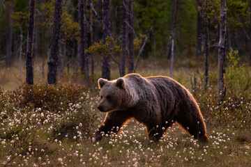 Brown Bear - Ursus arctos large popular mammal in iconic nordic European forest, Finland, Europe