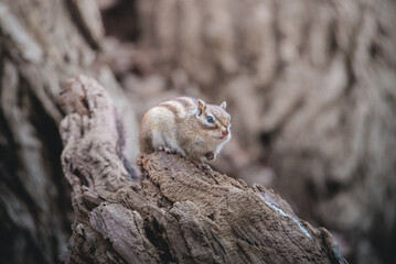 portrait of a squirrel