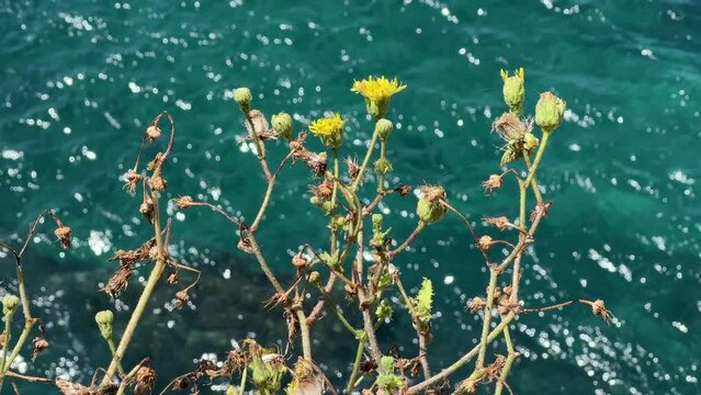 Yellow flowers dandelions against blue turquoise shiny sea water.