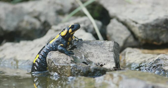 Fire salamander (Salamandra salamandra) resting on a rock in a shallow brook partially immersed in water. Its throat is pulsating.
