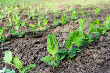 Young sprouts of a pea plant in a field in spring - selective focus. Agriculture theme.