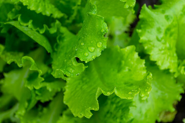 Juicy green lettuce leaves covered with water drops. Salad. Food background. Backdrop