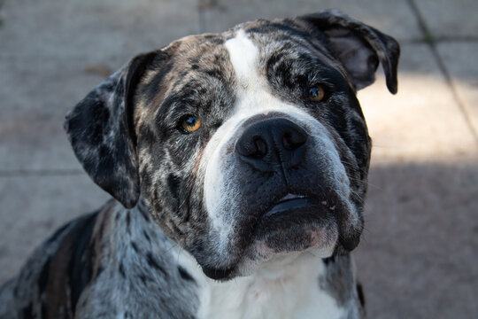 Beautiful, but concerned,  Alapaha Blueblood Bulldog on a grey background