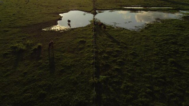 Caballos disfrutando la pradera al atardecer