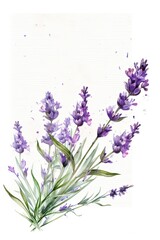 Fototapeta premium Watercolor lavender flowers on white background. Hand drawn illustration. Place for text. Greeting card template.