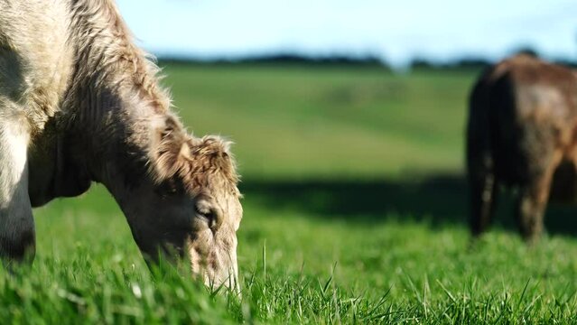Cows in a field, Stud Beef bulls, cow and cattle grazing on grass in a field, in Australia. breeds include speckle park, murray grey, angus, brangus and wagyu,