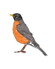 Side view of realistic American robin in bird illustration