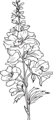 larkspur July flower tattoo, July birth flower tattoo, black July birth flower larkspur tattoo, scientific larkspur botanical illustration, printable flowers, delphinium coloring sheet. vector art