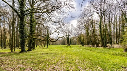 Obraz premium Tree, Park